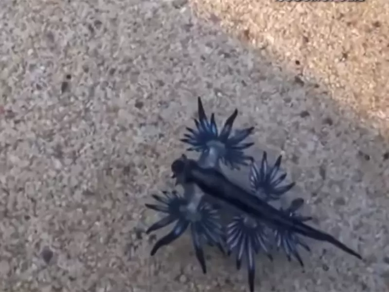 Dragón azul, la rara criatura que ahora apareció en el mundo Dragón azul, la rara criatura que ahora apareció en el mundo