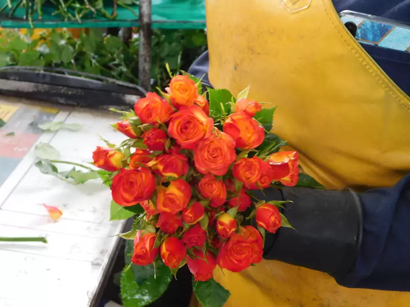 Empresa exportadora de flores colombianas.