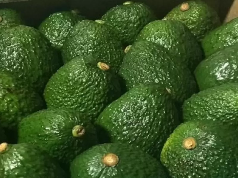 Aguacate hass.
