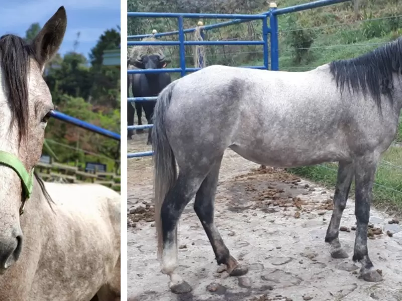 Uno de los equinos robados en Envigado, Antioquia.