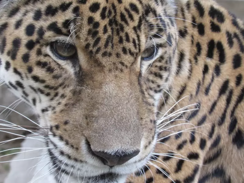 Jaguar, Corpamag, Santa Marta, Magdalena
