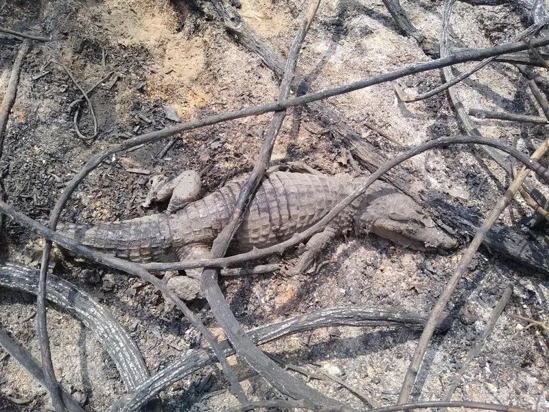 Incendio en zona de reserva en el Caribe colombiano.