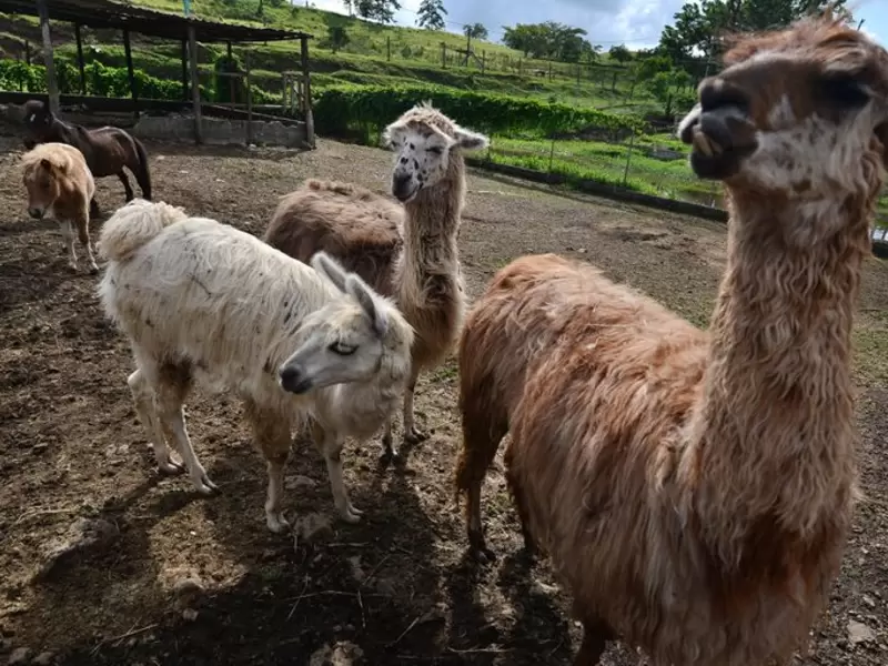 Llama Llama