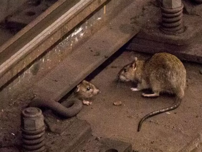 Ratas Ratas
