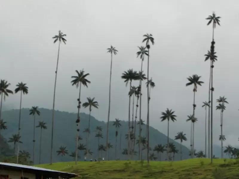 Valle de Cocora en Salento, Quindío