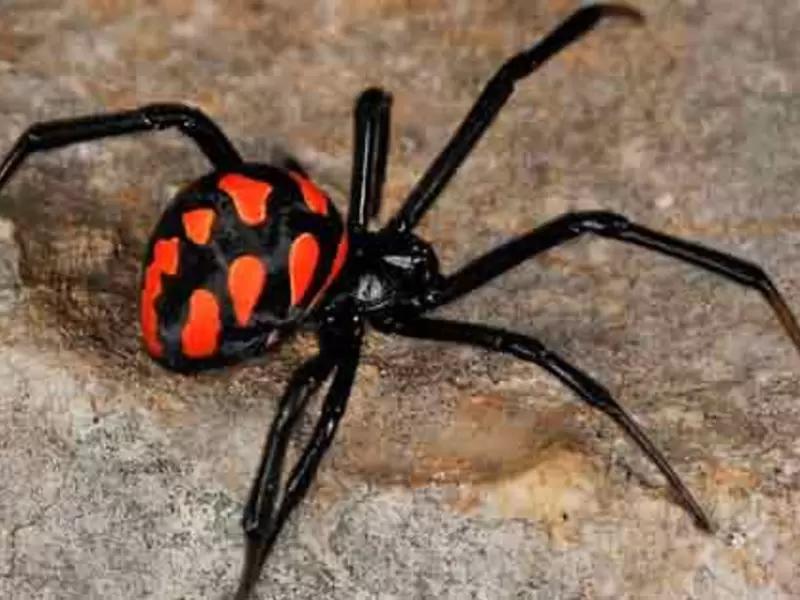 Araña viuda negra Araña viuda negra