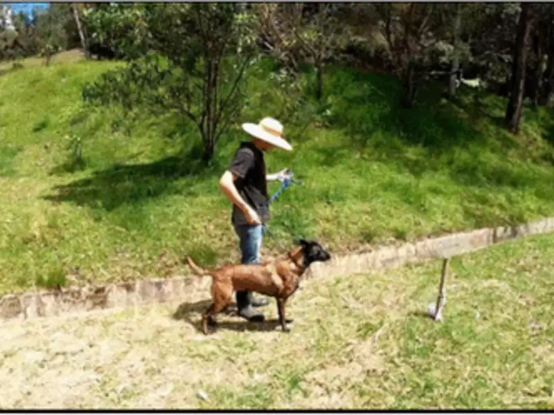 Así fue el entrenamiento de los perros en El Retiro, Antioquia.