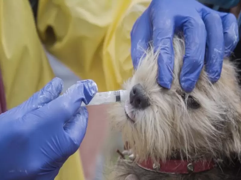 Más de 1.000 perros y gatos han sido salvados en Bogotá