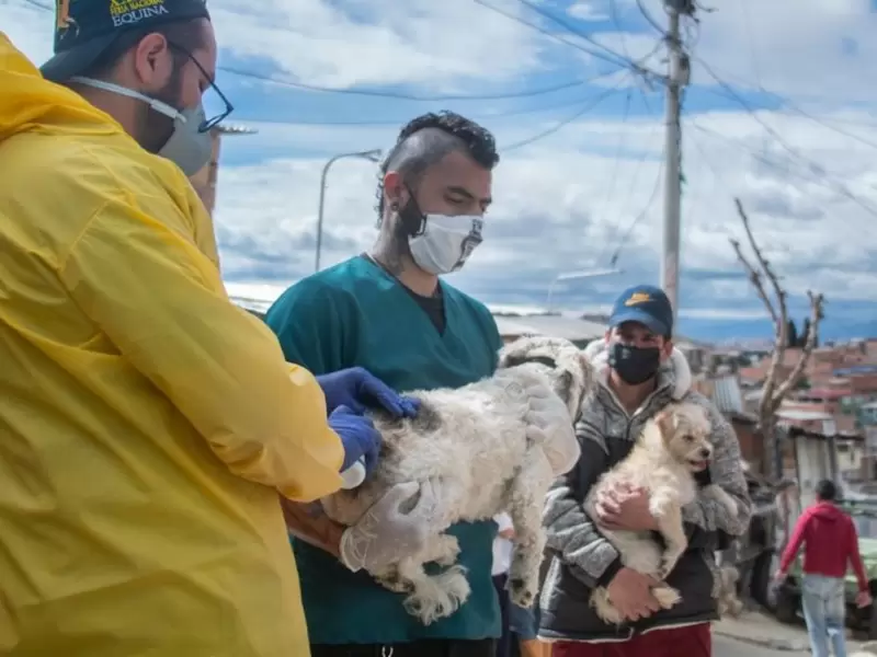 Más de 1.000 perros y gatos han sido salvados en Bogotá