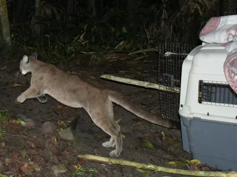 Puma en Pereira