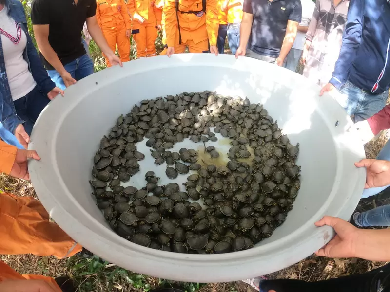 Tortugas