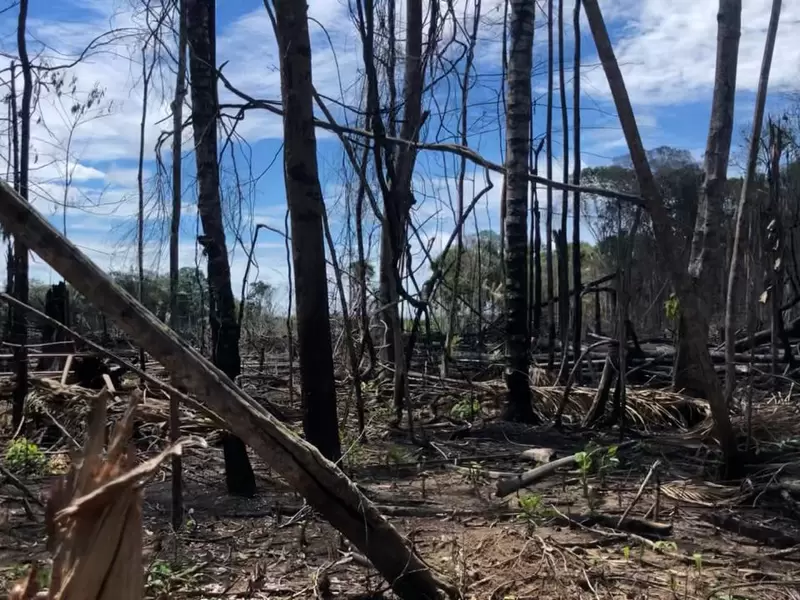 Daño ambiental