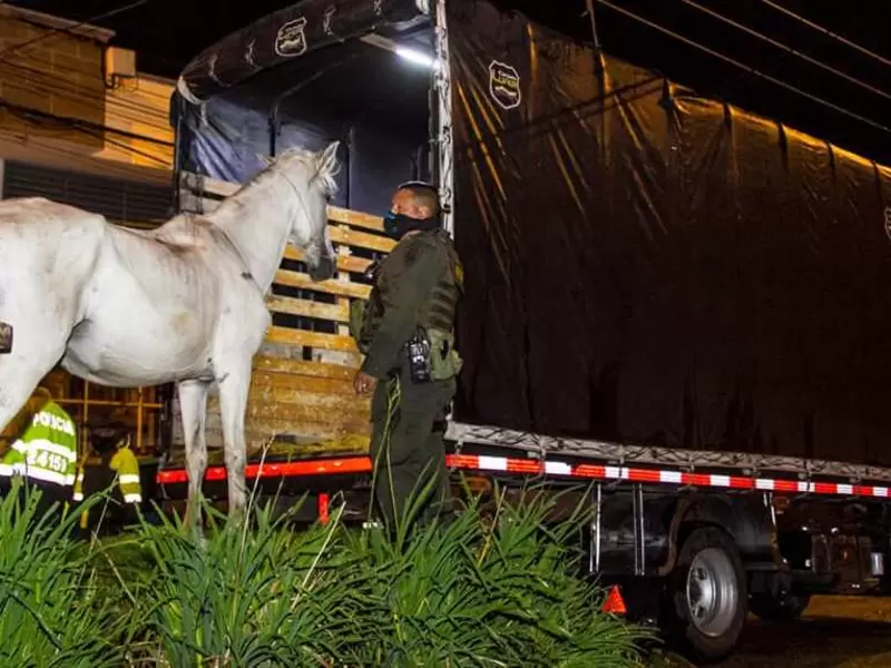 Caballo