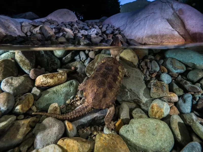 Tortuga con pico de ave, garras y cola de cocodrilo | RCN Radio