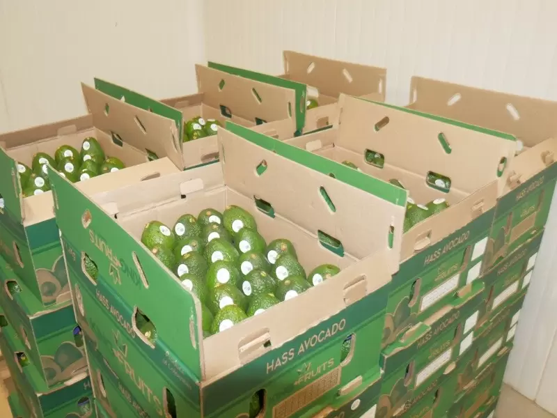 Aguacate, Puerto, Santa Marta, Exportación, Estados Unidos