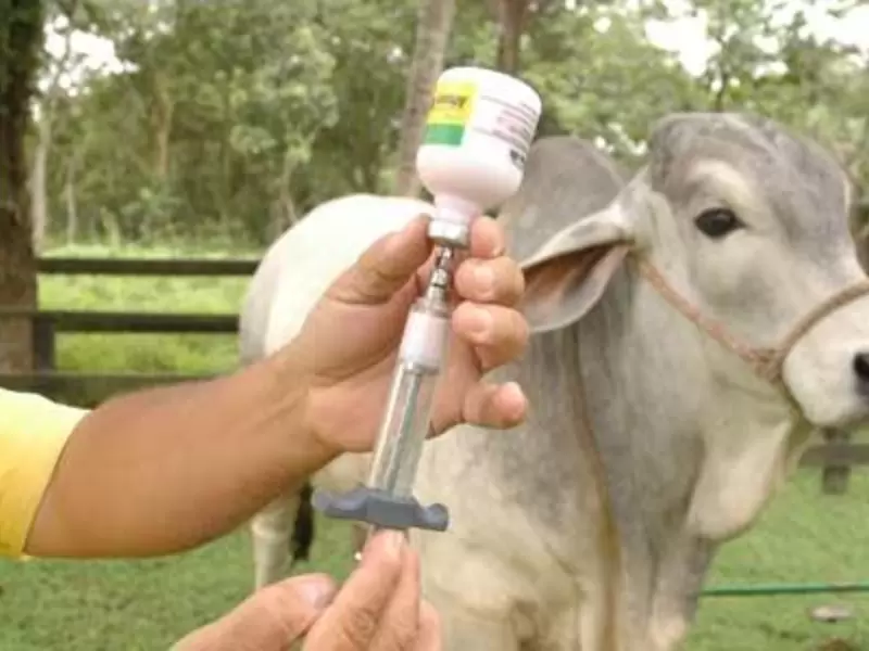 En el departamento del Tolima más de 733.600 bovinos y buafalinos fueron inmunizados contra la Fiebre ftosa y la Brucelosis bovina