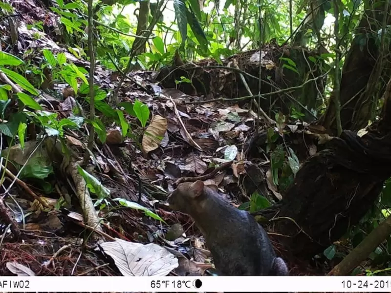 Jaguarundi 3