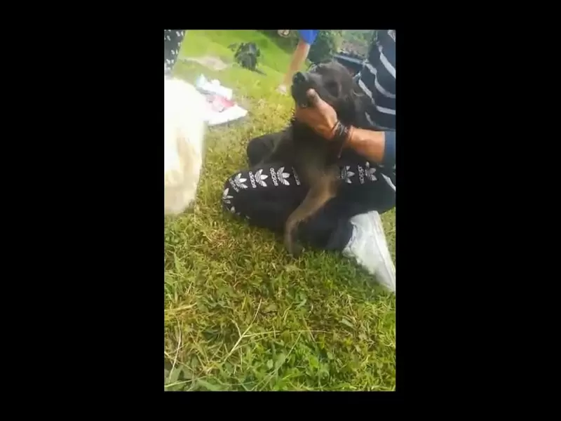 Perro afectado - Salento, Quindío