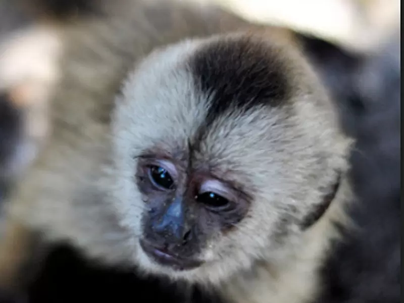 Mico diablo, una de las especies de primates más pequeñas.