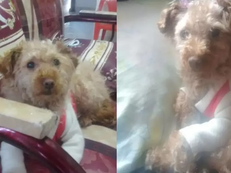 Canela, perrita agredida Canela, perrita agredida
