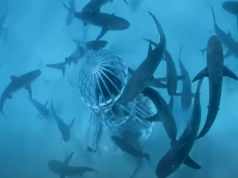 Experimento con sangre en tiburones