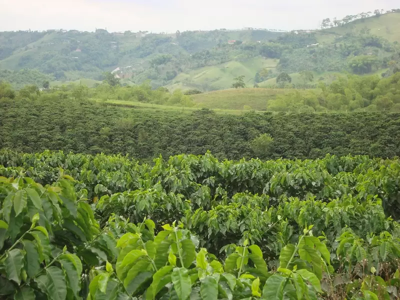 Cosecha Café Pereira