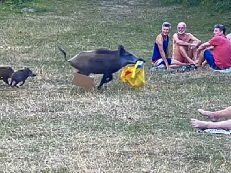 Jabalí roba pertenencia a nudista