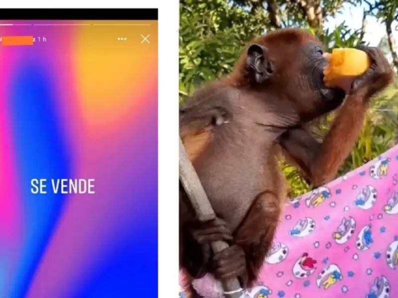 Así era comercializado el mono aullador.
