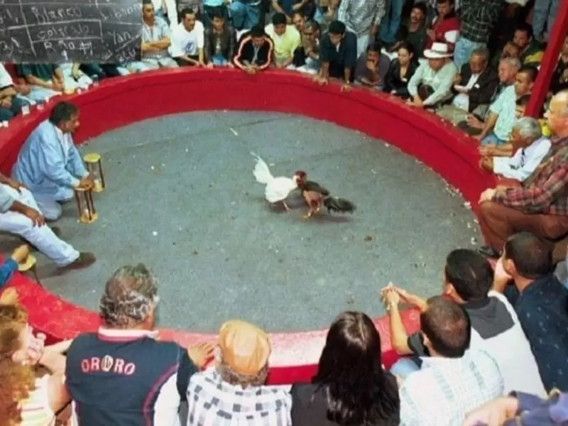 La indisciplina de algunas personas que son más constantes, se destacan las peleas de gallos, fiestas de 15 años y celebraciones familiares