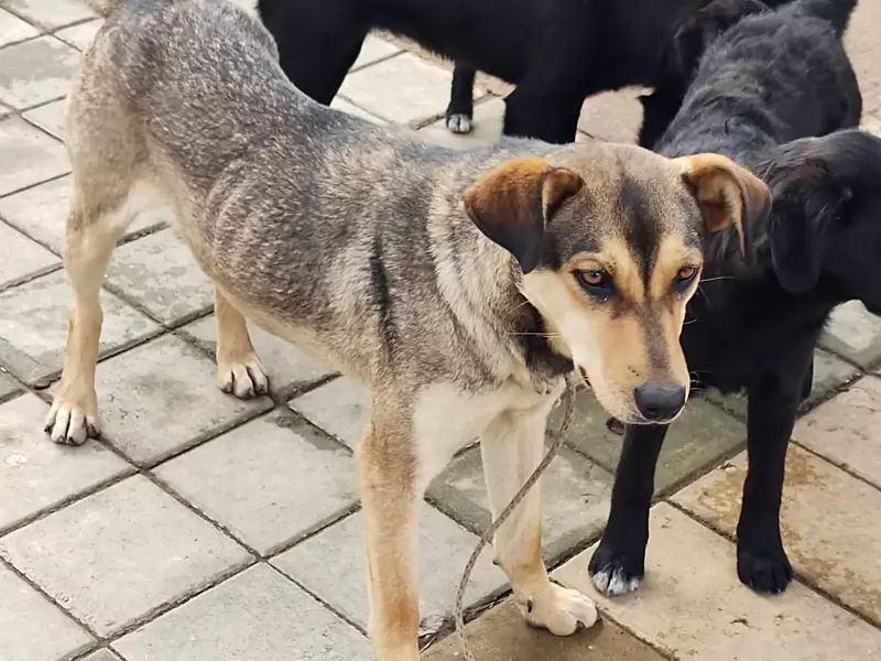 Perros abandonados Perros abandonados.