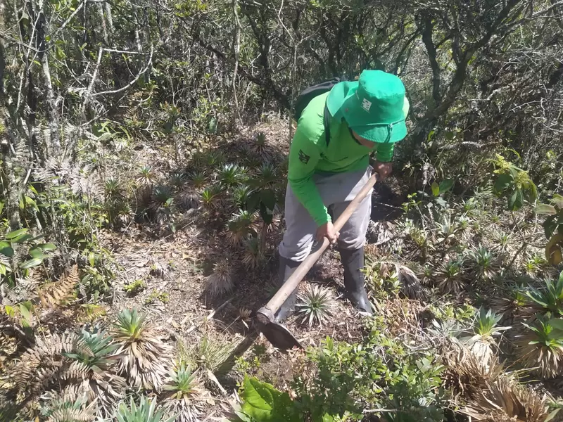 Reforestación en Antioquia