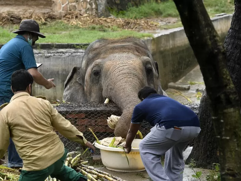 Elefante en Zoológico