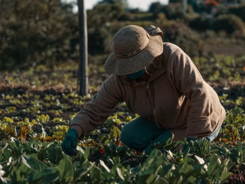 Corpocampo crea tienda virtual con productos de campesinos de zonas de conflicto Campesinos Cultivos Alimentos