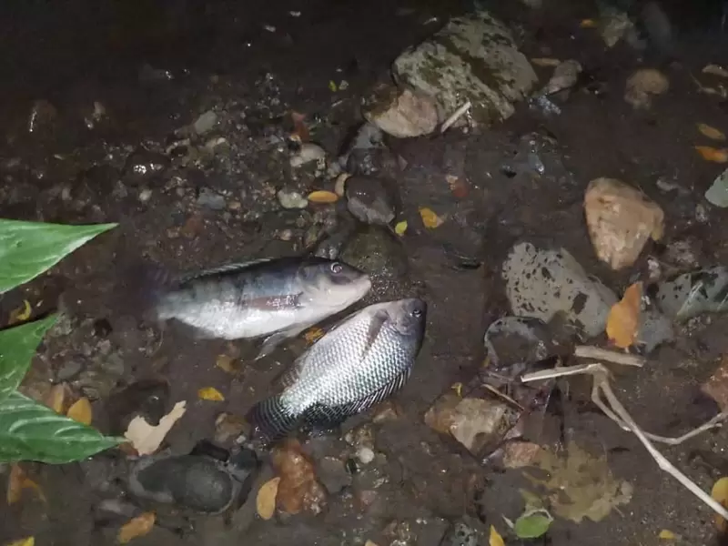 Peces muertos en Venadillo
