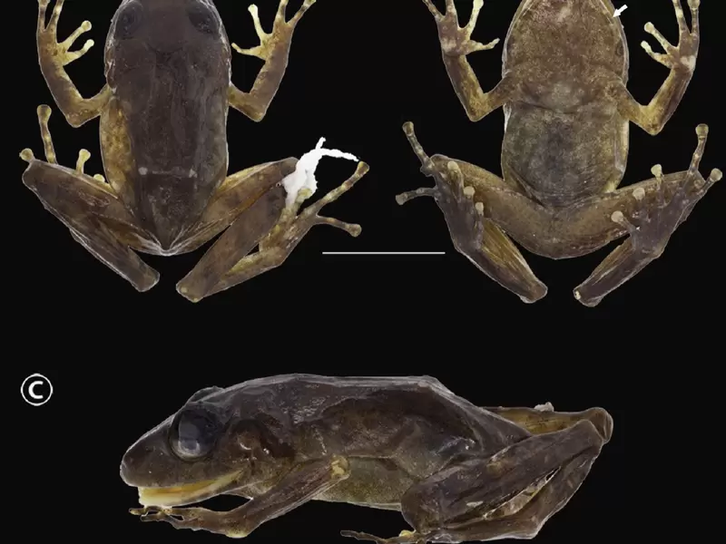 Nueva especie de rana, Pristimantis chamezensis.