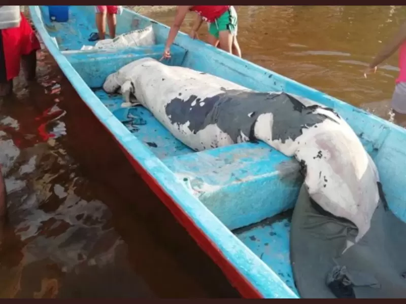 Manatí hallado muerto en Santander.