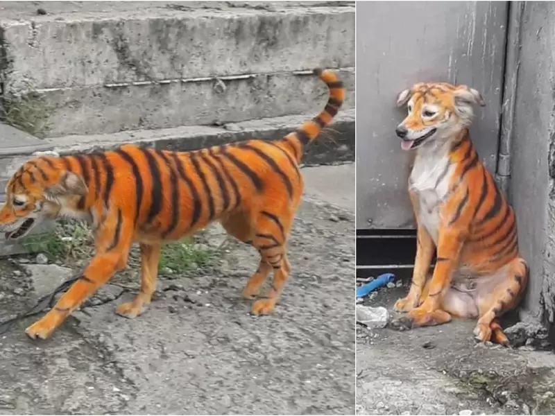 Indignación mundial por maltrato a perro que pintaron de tigre