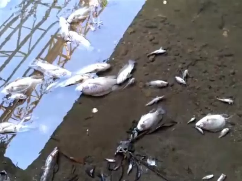 Mortandad de peces en Venadillo, Tolima