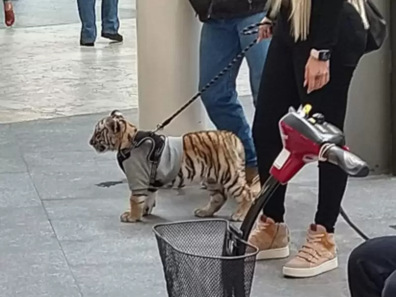 Mujer es criticada por pasear en un centro comercial con su cachorro de tigre