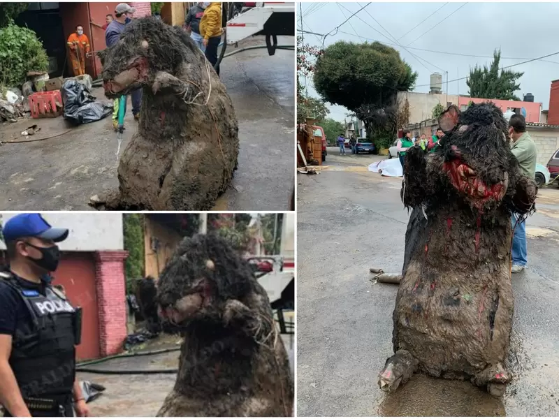 Rata gigante Rata gigante