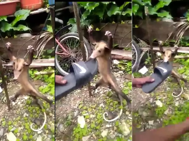 Tortura a zarigüeya