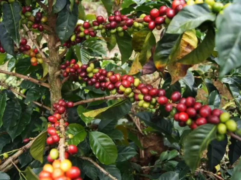 Cosecha cafetera en Antioquia.
