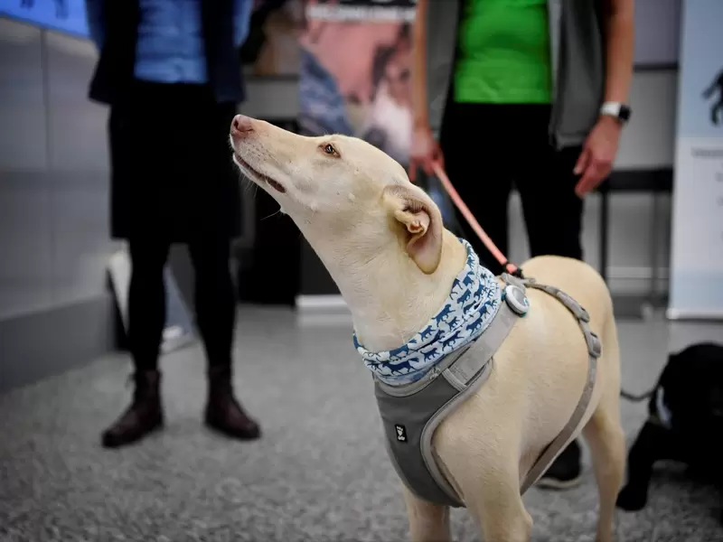 Perros en aeropuertos