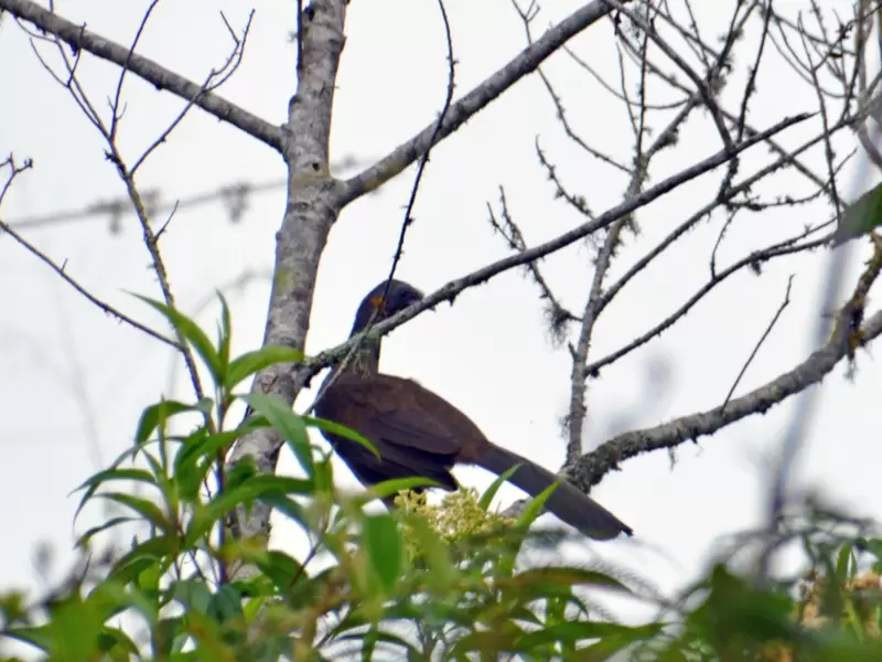 Avistamiento de aves en Cundinamarca