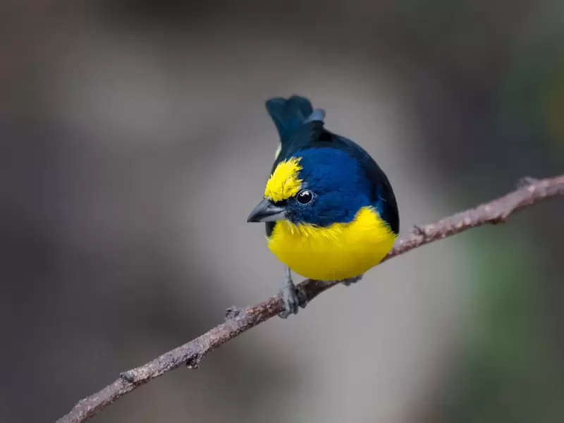 Aves en vía de extinción en Colombia