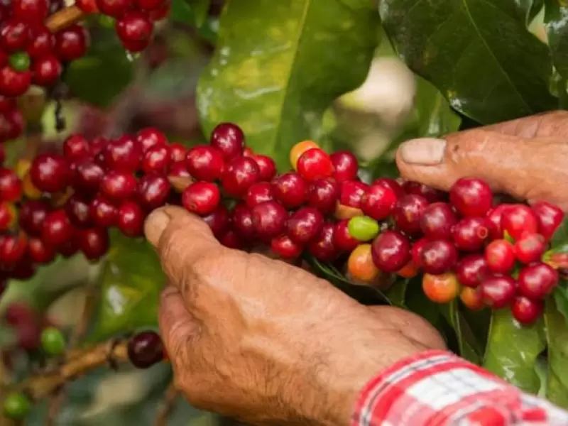 Café de Risaralda