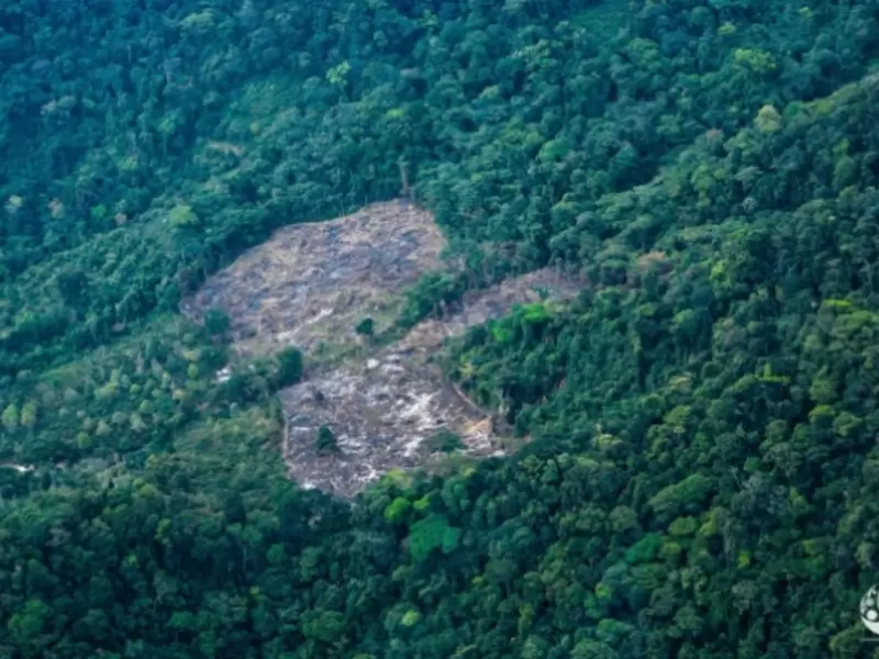 Deforestación en la Amazonia colombiana.