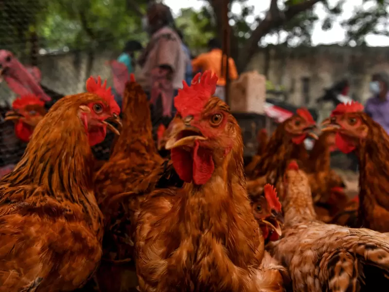 Campesinas aseguran que gallinas ponen más huevos cuando escuchan 'Macta llega'