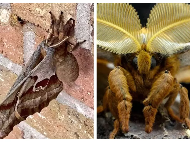 Tarántula con alas Tarántula con alas