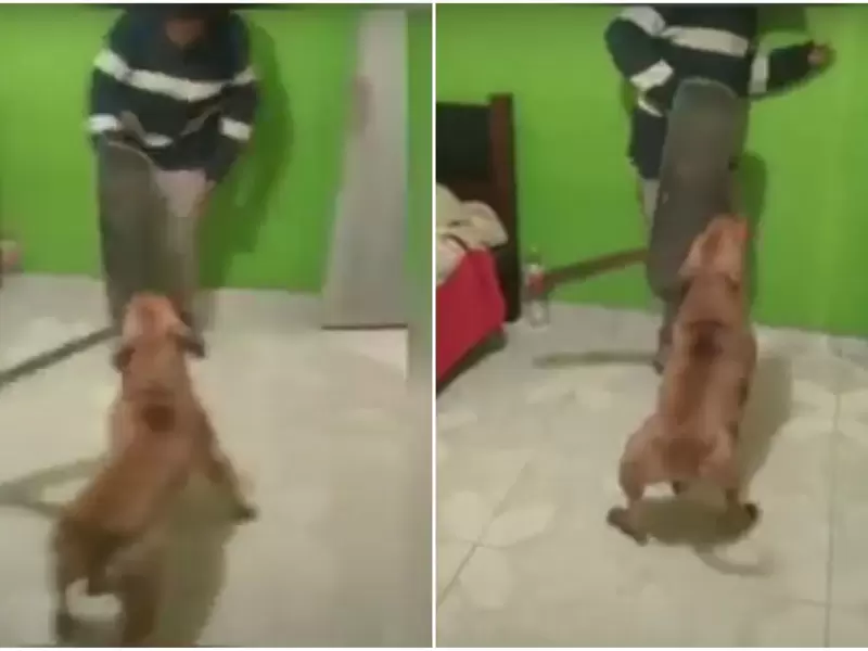 Perro ataca con machete Perro ataca con machete